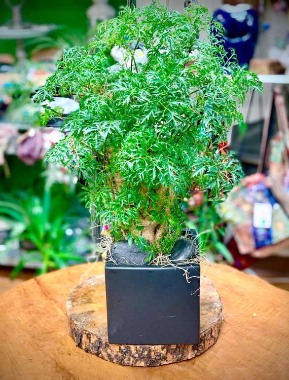 Ming Aralia Plant