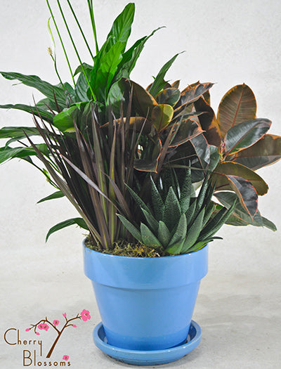 Office Garden
