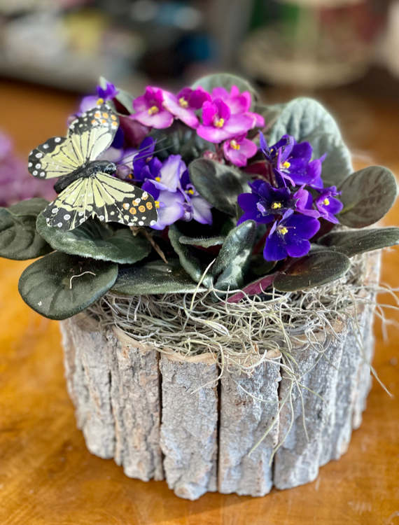 African Violet Triple