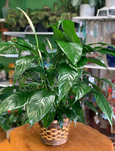 Peace Lily Plant (Med)