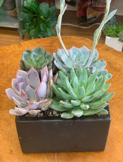 Succulent Cube