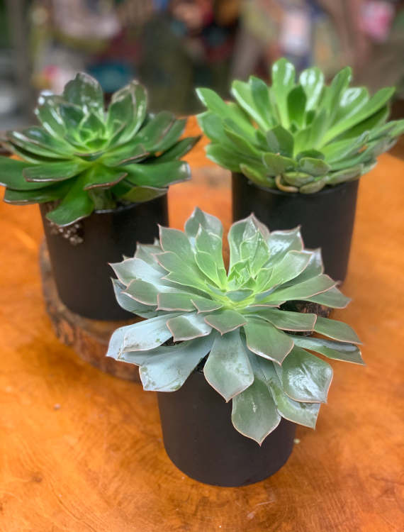 Succulent Trio