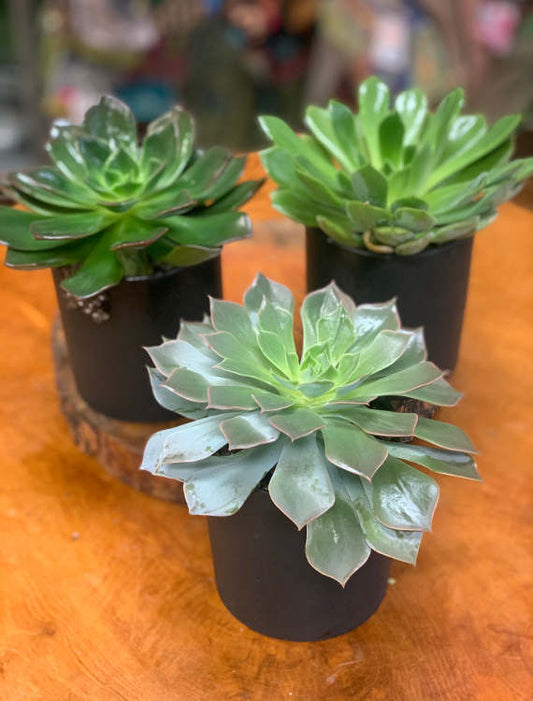 Succulent Trio