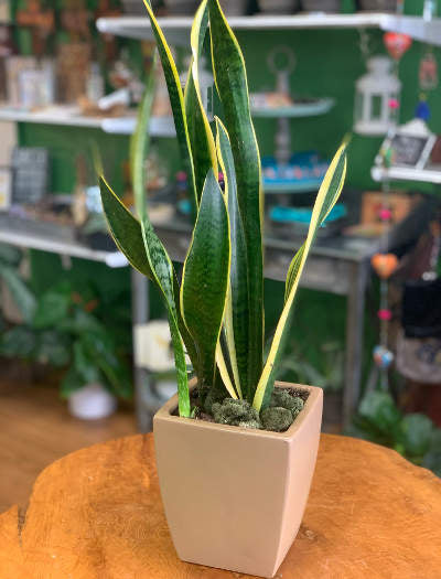 Mother-in-law Tongue Plant