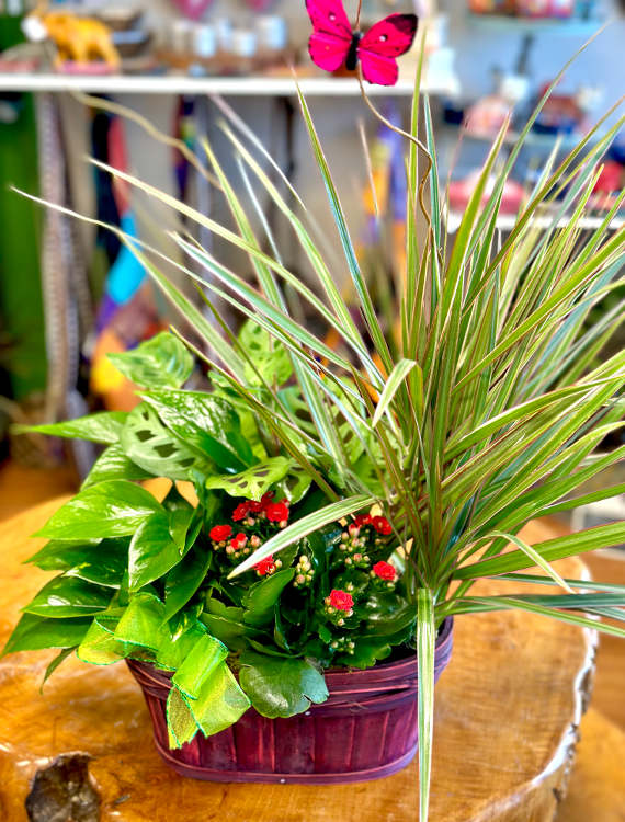 Basket Garden
