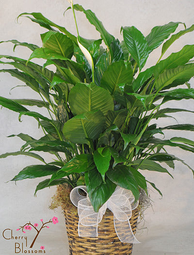 Peace Lily Plant (Lrg)